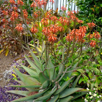 Ornamental flowering aloe plant