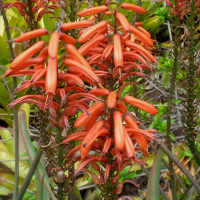 Ornamental flowering aloe plant