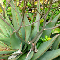 Ornamental flowering aloe plant