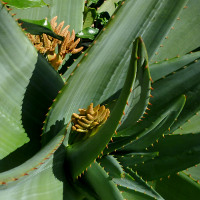 Ornamental flowering aloe plant