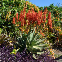 Ornamental flowering aloe plant