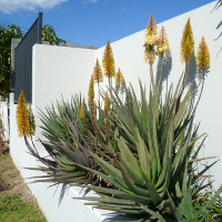 Ornamental flowering aloe plant