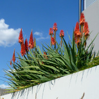 Ornamental flowering aloe plant