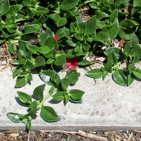 Aptenia cordifolia