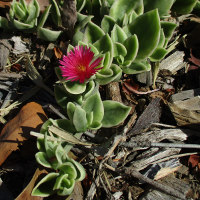 Aptenia cordifolia variegated