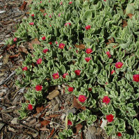 Aptenia cordifolia variegated