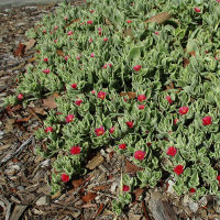 Aptenia cordifolia variegated