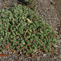Aptenia cordifolia variegated