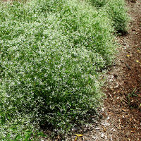 Babys Breath Euphorbia