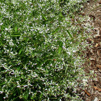 Babys Breath Euphorbia