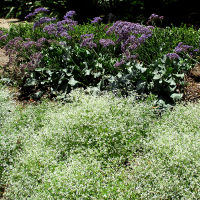 Babys Breath Euphorbia