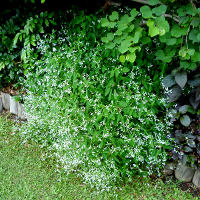 Babys Breath Euphorbia