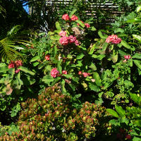 Euphorbia poysean hybrid