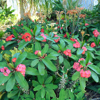 Euphorbia poysean hybrid