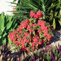 Euphorbia poysean hybrid