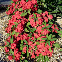 Euphorbia poysean hybrid