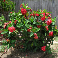 Euphorbia poysean hybrid