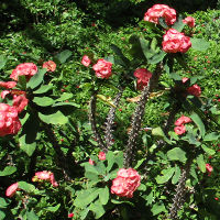 Euphorbia poysean hybrid