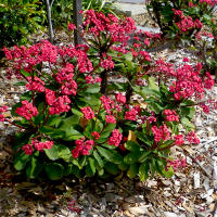 Euphorbia sonoma-type hybrid