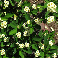 Euphorbia sonoma-type hybrid