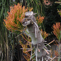  firesticks Euphorbia tirucalli