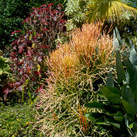  firesticks Euphorbia tirucalli