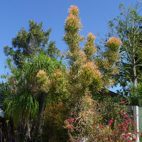  firesticks Euphorbia tirucalli