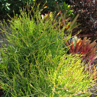  firesticks Euphorbia tirucalli