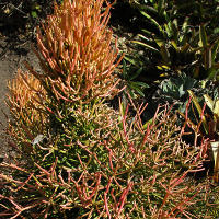  firesticks Euphorbia tirucalli