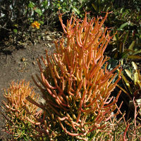  firesticks Euphorbia tirucalli