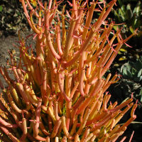  firesticks Euphorbia tirucalli