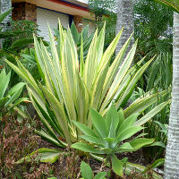 Furcraea foetida