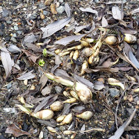 Furcraea foetida