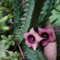 Huernia schneideriana