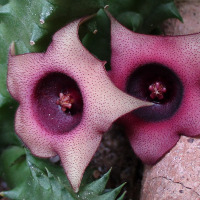 Huernia schneideriana