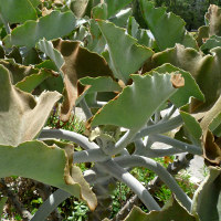 Kalanchoe beharensis