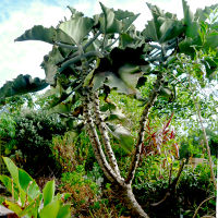 Kalanchoe beharensis