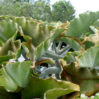 Kalanchoe beharensis