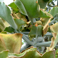 Kalanchoe beharensis