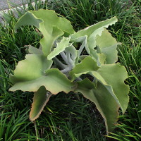 Kalanchoe beharensis