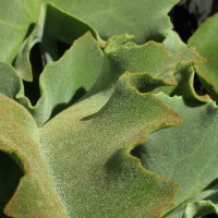 Kalanchoe beharensis