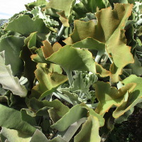 Kalanchoe beharensis