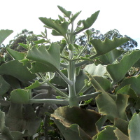 Kalanchoe beharensis