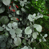 Kalanchoe bracteata