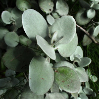 Kalanchoe bracteata