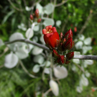 Kalanchoe bracteata