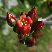 Kalanchoe bracteata