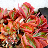 kalanchoe_thyrsiflora_flapjacks