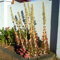 kalanchoe_thyrsiflora_flapjacks