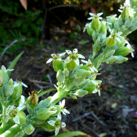 kalanchoe_thyrsiflora_flapjacks